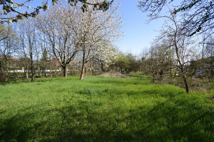 Obstbäume