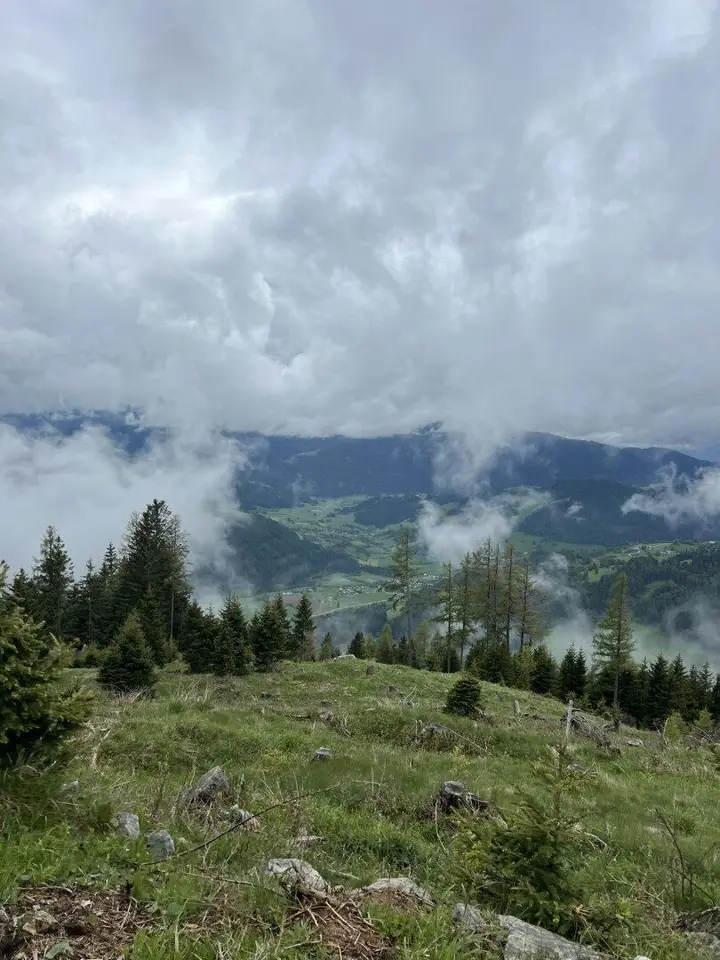 Ansicht Jungwald / Fernsicht