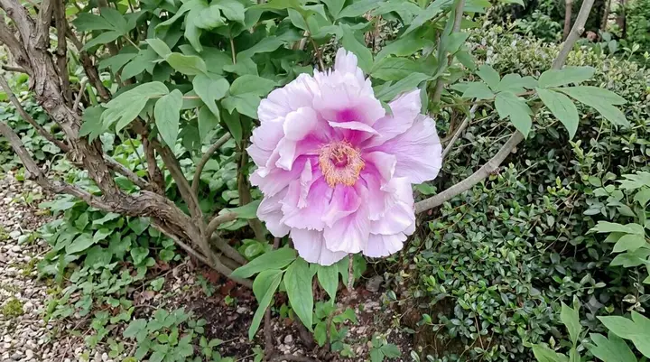 Blume