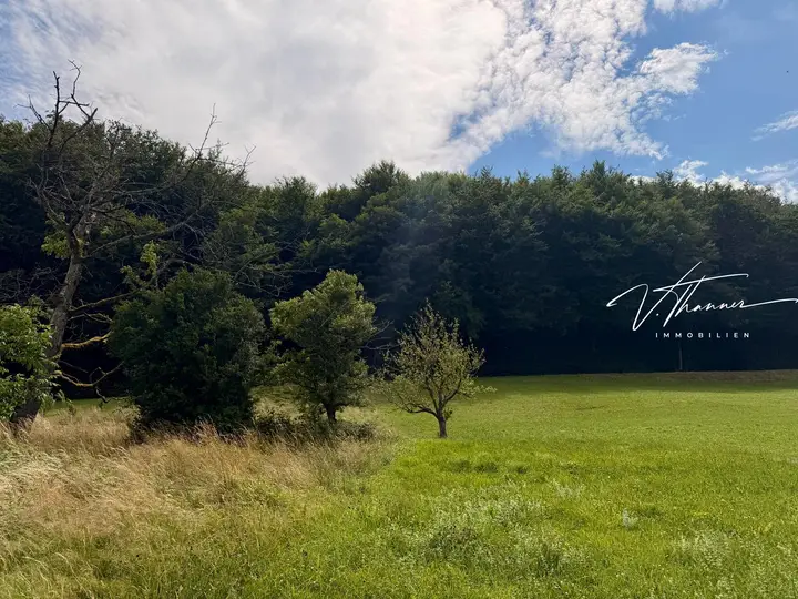 Ausblick zum Wald