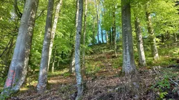 Waldparzelle ca. 2 ha