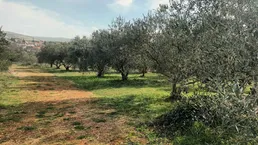 Kroatien / Dalmatien: Tolles Baugrundstück inmitten eines Olivenhains in Meernähe