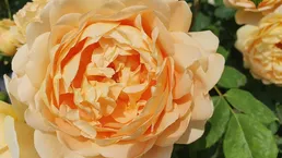 Luxuswohnung im Herzen von Wien! 