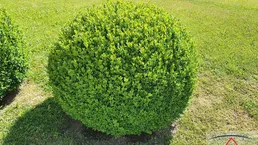  ca. 70 m² Wohnung nähe der Gebietskrankenkasse zu vermieten