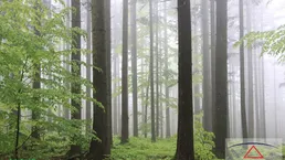 Wirtschaftswald zu verkaufen!