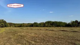 Weitläufiges Feld mit grünen Bäumen im Hintergrund unter blauem Himmel, ideal für Naturliebhaber.
