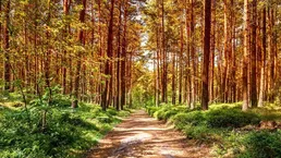 In Himod 1 Hektar große Wald-Wochenendgrundstücke zum Verkauf