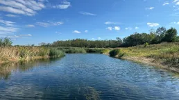 Natürlicher Teich umgeben von Schilf und Bäumen unter einem weiten blauen Himmel.