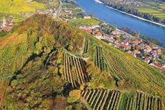 Wachau: Herrlicher kl. Weingarten in Aussichtslage