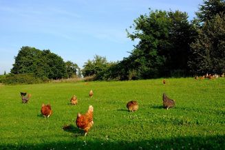 Autark leben am Bauernhof mitten in der Stadt Salzburg - vom Huhn zum Frühstücksei