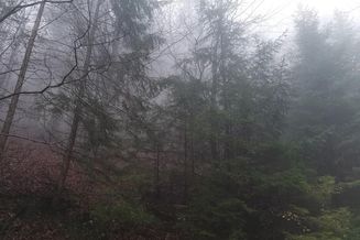 ca. 4,3 ha Wald nahe Globasnitz