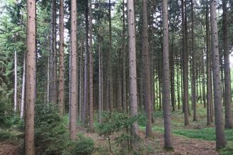 Bestens bewirtschafteter Wald mit knapp 2,6ha Größe - Gemeindegebiet Enzenkirchen