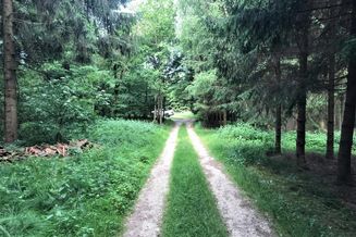 Bestens bewirtschafteter Wald mit knapp 2,6ha Größe - Gemeindegebiet Enzenkirchen