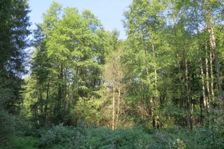 Waldgrundstücke und landwirtschaftliche Grundstücke rund um Olbendorf