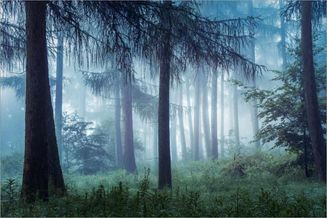 Mystischer Wald