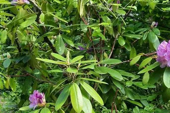 Uneinsehbares sonniges Gartengrundstück in traumhafter Ruhelage