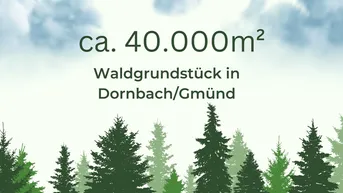 Expose 4ha Waldfläche in Dornbach im Maltatal direkt an einem Bachlauf
