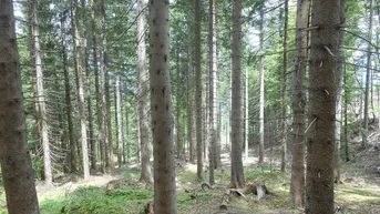 Expose TOP WALD FORSTWIRTSCHAFT 1,6 ha AM SINGERBERG ZU VERKAUFEN