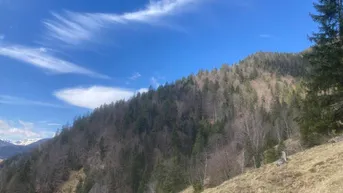 Expose Erschlossenes Waldgrundstück mit Holzablegeplatz in Steinberg am Rofan zu verkaufen