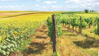 Weitläufige Landschaft mit Sonnenblumenfeldern und Weinreben unter blauem Himmel.