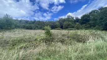 Weitläufiges Feld mit hohem Gras und Bäumen im Hintergrund unter blauem Himmel.