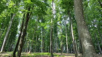 Expose Rarität: ca. 2 ha Wald in Gamlitz zu verkaufen