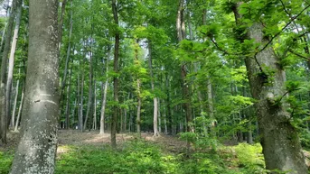 Expose Rarität: ca. 2 ha Wald in Gamlitz zu verkaufen