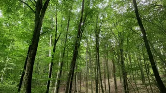 Expose 4,2ha Mischwald zu verkaufen!