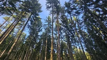 Expose 6 ha Mischwald zu verkaufen