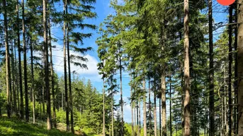 Expose Top - Wertanlage: "Großzügige Waldfläche im Bezirk Freistadt!"