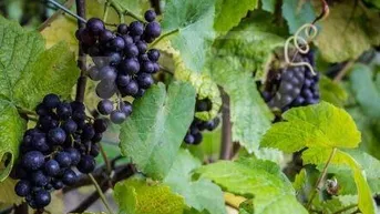 Nahaufnahme von reifen Trauben an einem Weinstock, die auf eine grüne Umgebung hinweisen.