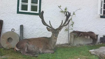 Expose Eigenjagd mit zwei Gutshöfen