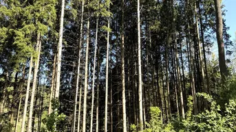 Expose Einmalige Gelegenheit: ca. 2,99 ha Wald in Legerbuch / St. Paul zum Verkauf