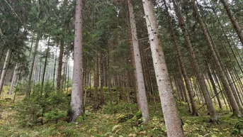 Expose Zusammenhängende, ca. 2,35 ha große Waldfläche in Weitenbach bei Reichenfels im Lavanttal