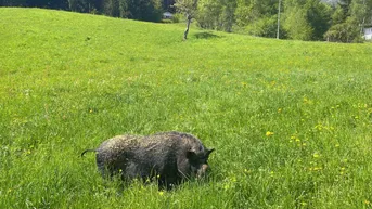 Expose Steinhaus (saniert) mit landwirtschaftlicher Fläche in idyllischer Aussichtslage - Scheune und viel Grundstück!