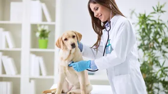 Expose Erstbezug: Tierarztpraxis/Büro in hochwertigem Neubau
