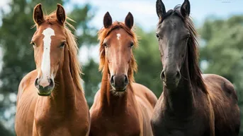 Expose Exklusives Reitanwesen mit neuwertiger Reithalle - Eventhalle in Kärnten