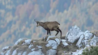 Expose Salzburger Land: Gebirgsjagd in atemberaubender Kulisse