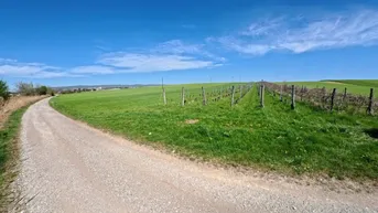 Expose In Vino Veritas ! Weingarten bei Siegendorf zu kaufen !