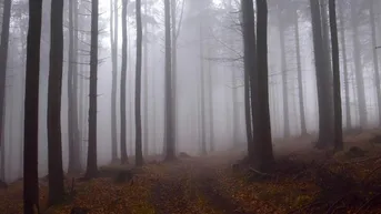 Expose Große Waldflächen mit gepflegtem Baumbestand zu verkaufen