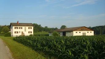 Ländliche Ansicht mit einem Wohnhaus und einem Nebengebäude, umgeben von einem weiten Maisfeld unter blauem Himmel.