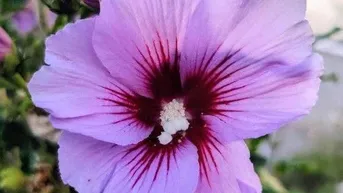 Expose Idyllische Liegenschaft: 2 Gebäude Garten Ruhelage Eisenstadt / A2 Wien