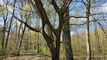 Expose Waldgrundstück mit gepflegtem Baumbestand zu verkaufen