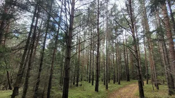 Expose 8 Hektar Wald auf 2 Parzellen im Waldviertel