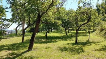 Expose Marillengarten bzw. Freizeitgrundstück in Krems mit einzigartiger Wachaulage und Donaublick.