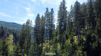 Expose Bergwald Juwel: Einzigartige Waldparzellen in St. Johann am Pressen