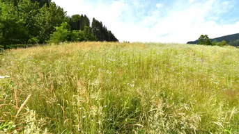 Expose Baugrund in der Nähe von Feldkirchen