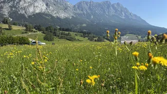 Weite Wiesenlandschaft mit gelben Blumen und majestätischem Bergblick unter blauem Himmel.