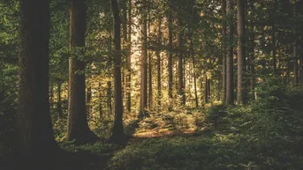 Expose 6,5 HA-Waldgrundstück in OÖ Sehr selten auf dem Markt - einmaliger Preis Forstwirtschaft
