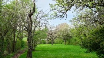 Expose Traumhaftes Grundstück mit Hanglage und Blick auf die Weinberge